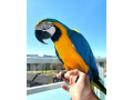 macaw-albastru-si-auriu-small-0