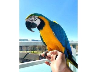 ,.Macaw albastru și auriu