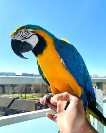 macaw-albastru-si-auriu-big-0