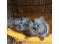 maimuta-marmoset-pigmee-crescuta-manual-de-vanzare-small-0