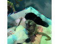 maimute-marmosets-pigmee-de-vanzare-small-0