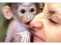 dragute-maimute-capucine-care-au-nevoie-de-o-noua-casa-small-0