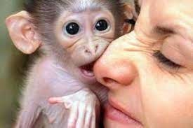 dragute-maimute-capucine-care-au-nevoie-de-o-noua-casa-big-0