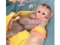 frumoase-si-joviale-maimute-capucine-pentru-adoptie-small-0