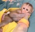 frumoase-si-joviale-maimute-capucine-pentru-adoptie-big-0