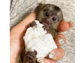 masculi-si-femele-maimute-marmoset-de-vanzare-small-0