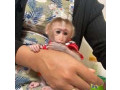 maimute-capucine-talentate-pentru-adoptie-small-0