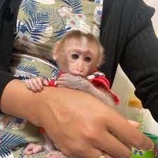 maimute-capucine-talentate-pentru-adoptie-big-0