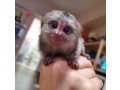 maimuta-marmoset-pigmea-crescuta-manual-de-vanzare-small-0