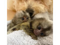 maimute-marmoset-gata-de-adoptie-small-0