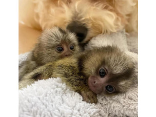 Maimuțe marmoset gata de adopție