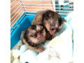 maimuta-marmoset-adorabila-de-vanzare-small-0
