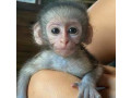 sunt-disponibile-maimute-capucin-pline-de-emotie-small-0