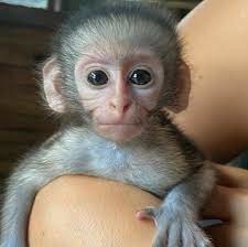 sunt-disponibile-maimute-capucin-pline-de-emotie-big-0