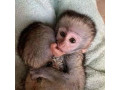 frumoase-maimute-capucine-pentru-relocare-maimute-pentru-adoptie-small-0