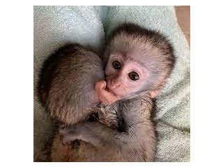 Frumoase maimuțe capucine pentru relocare Maimuțe pentru adopție