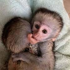 frumoase-maimute-capucine-pentru-relocare-maimute-pentru-adoptie-big-0