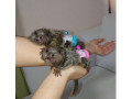 sunt-disponibile-maimute-marmoset-imblanzite-small-0
