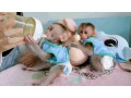 frumoase-i-joviale-maimue-capucine-pentru-adopie-small-0