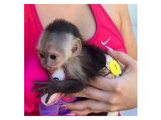 Maimuță capucină îmblânzită manual de vânzare