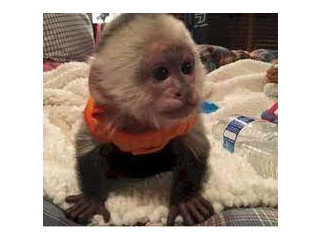 Femela maimuță capucină de vânzare