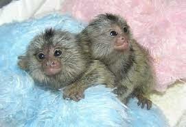 maimute-marmoset-uimitoare-de-vanzare-big-0