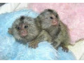 maimute-marmoset-fermecatoare-disponibile-small-0