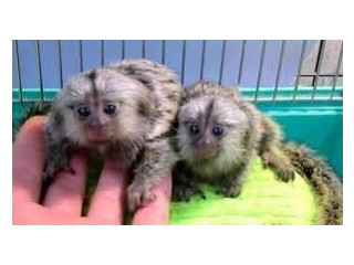 Maimuțe marmoset pigmee sănătoase