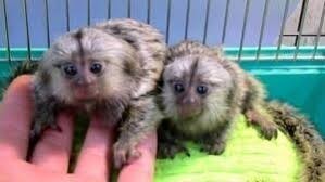 maimute-marmoset-dragute-pentru-relocare-big-0
