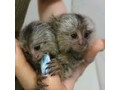 maimuta-marmoset-pigmee-dresata-small-0