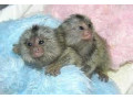 maimute-marmoset-pigmee-speciale-small-0