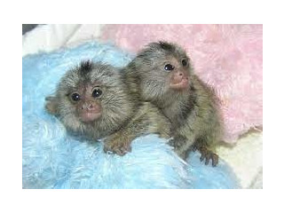 Maimuțe marmoset pigmee speciale