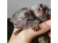 pereche-de-maimute-marmoset-pigmee-pentru-adoptie-small-0