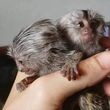 pereche-de-maimute-marmoset-pigmee-pentru-adoptie-big-0