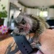 maimute-marmosets-disponibil-acum-big-0