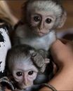 maimuta-marmoset-fermecatoare-pentru-adoptie-big-0