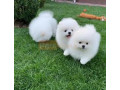 catelusi-de-pomeranian-micro-fermecatori-small-0