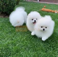 catelusi-de-pomeranian-micro-fermecatori-big-0