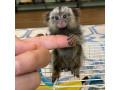 minunate-maimute-marmoset-au-nevoie-de-o-casa-noua-small-0