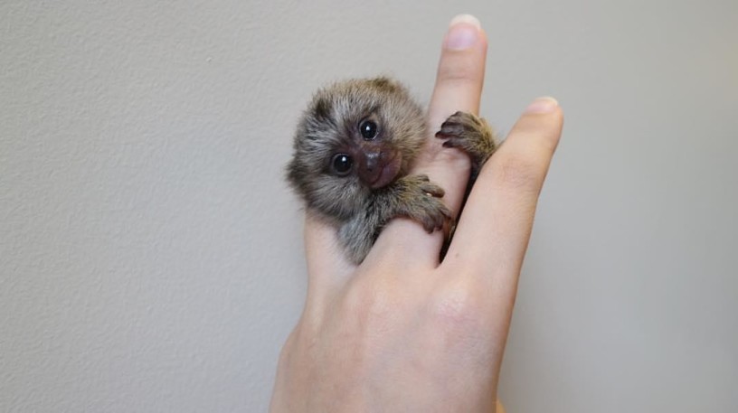 maimute-marmoset-adorabile-de-vanzare-big-0