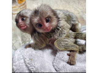 Maimuțe marmoset degete disponibile
