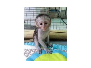 Maimuțe capucine adorabile și sănătoase disponibile