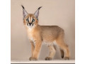 pisicuta-caracal-si-caracat-disponibila-small-1