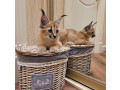 pisicuta-caracal-si-caracat-disponibila-small-0