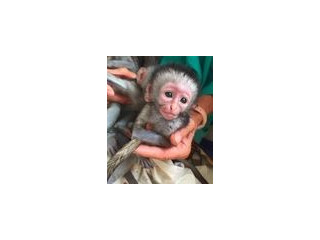 2Maimuță marmoset pigmeă disponibilă