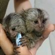 maimuta-marmoset-adorabila-si-dulce-big-0