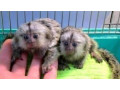 maimuta-marmoset-pigmea-disponibila-small-0