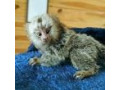 maimute-marmoset-masculi-si-femele-disponibile-small-0