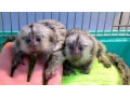 frumoase-maimute-marmoset-disponibile-small-0
