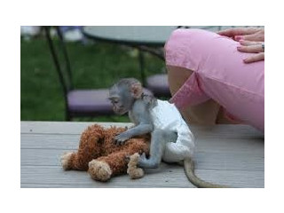 Fermecătoare maimuță capucină pentru adopție